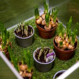 Szklarnia ogrodowa z poliwęglanu, pojedyncza - 60x51x51 - Magnolia I Grindi - 6