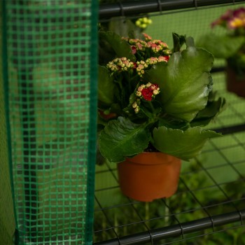 Szklarnia ogrodowa zielona 4-półkowa - 70x50x158 - Crocus II Grindi - 4