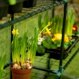 Szklarnia ogrodowa domek przezroczysta - 143x143x195 - Dalia Grindi - 3