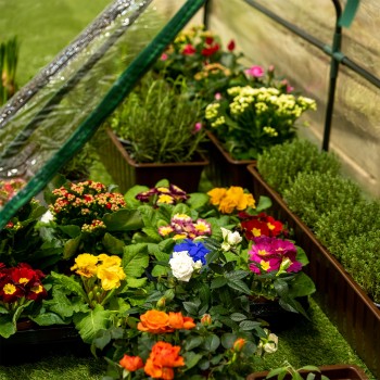 Szklarnia minitunel 3 komory - 270x92x92 - Erica II Grindi - 5