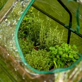 Szklarnia Minitunel 2 komory - 120x60x60 - Erica III Grindi - 5