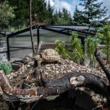 Mini Szklarnia ogrodowa z poliwęglanu, inspekt - 100x100x48 - MAGNOLIA IV - czarna GRINDI - 4