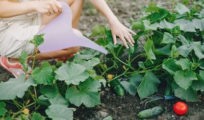 Uprawa ogórków w szklarni ogrodowej lub tunelu foliowym – jak sadzić?