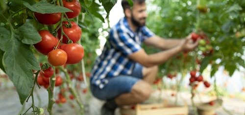 Uprawa pomidorów w szklarni ogrodowej – jak i kiedy sadzić?