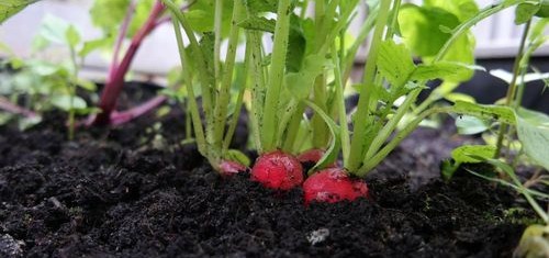 Jak uprawiać i kiedy siać rzodkiewkę w tunelu foliowym?