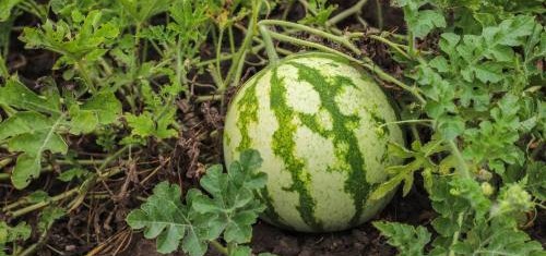 Uprawa arbuza w gruncie – szklarnia czy tunel foliowy?