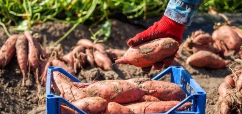 Uprawa batata w Polsce – jak uprawiać w szklarni i tunelu foliowym?