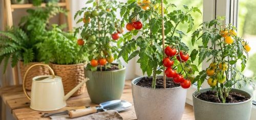 Pomidorki koktajlowe – jak uprawiać w domu?