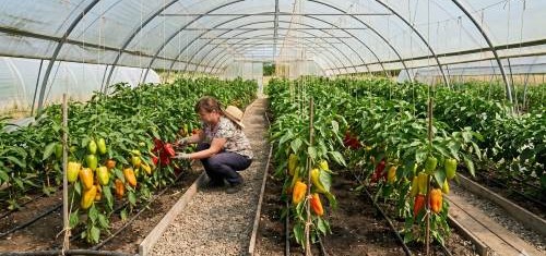 Jak uprawiać paprykę w tunelu krok po kroku?